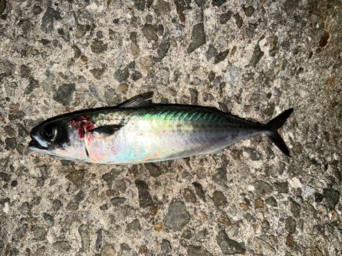サバの釣果