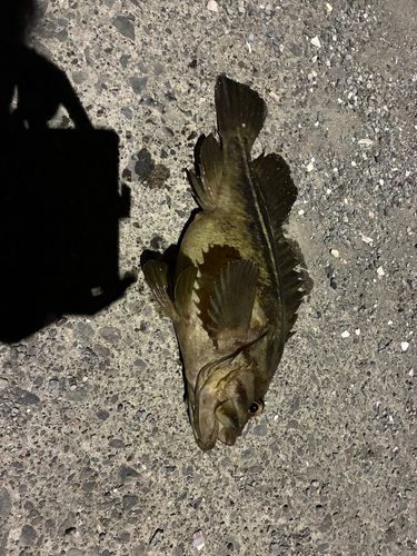 シマソイの釣果