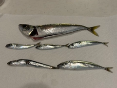 サバの釣果