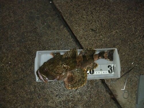 カジカの釣果