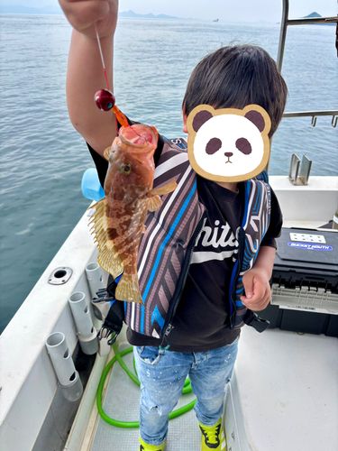 アコウの釣果
