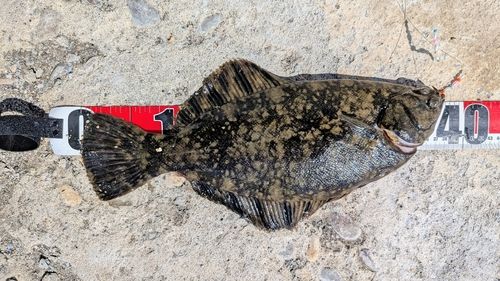 クロガシラガレイの釣果