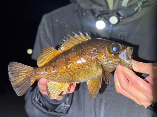 メバルの釣果