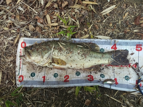 ブラックバスの釣果