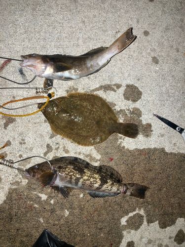 アブラコの釣果