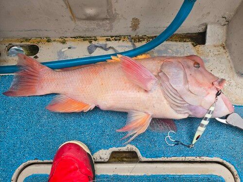 コブダイの釣果