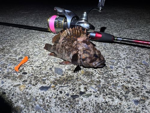 ムラソイの釣果