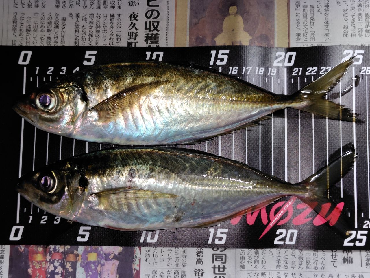 SHIMANO 19ヴァンキッシュ C2000SSSの最安値・インプレ・釣果 | 本音の