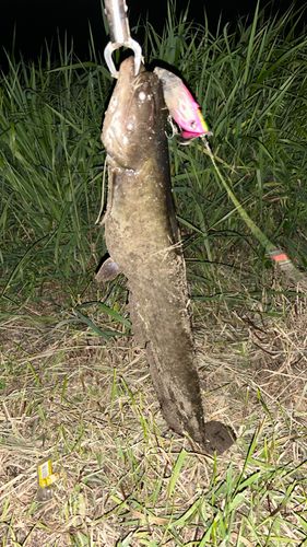 ナマズの釣果