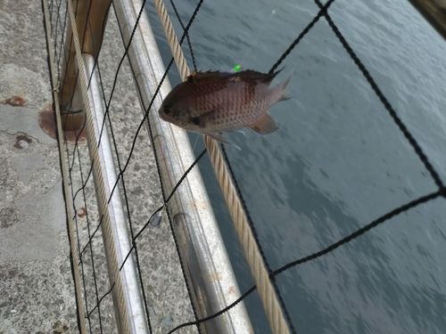 スズメダイの釣果