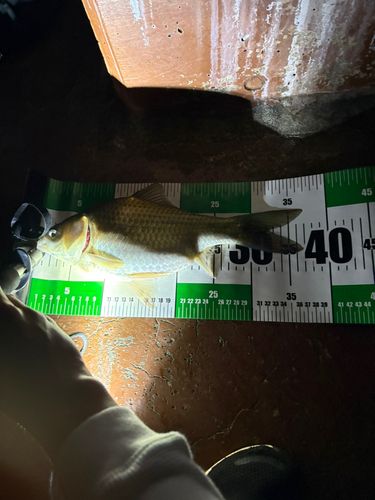 ヘラブナの釣果