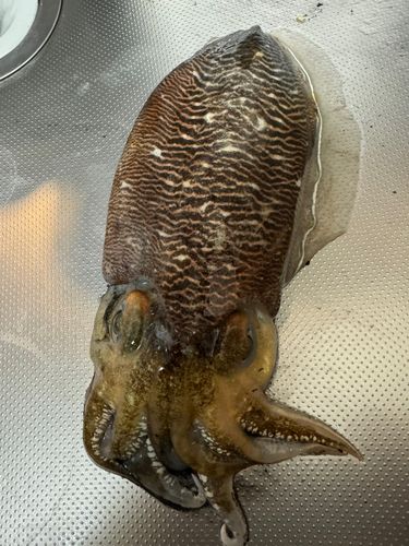 コウイカの釣果