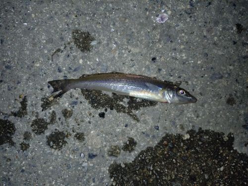 キスの釣果