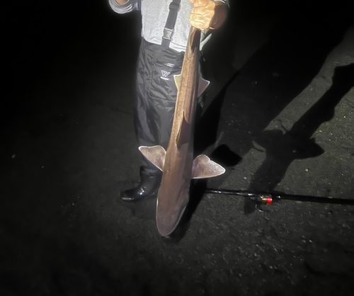 サメの釣果