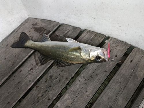 シーバスの釣果