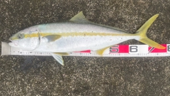 ヒラマサの釣果