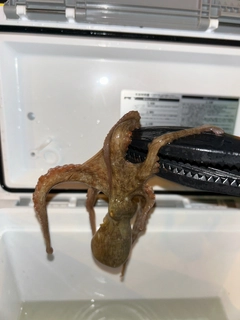 タコの釣果
