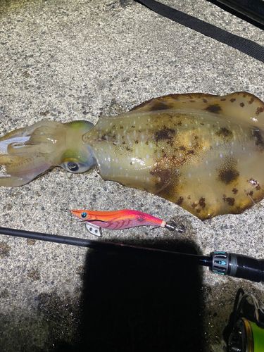 アオリイカの釣果