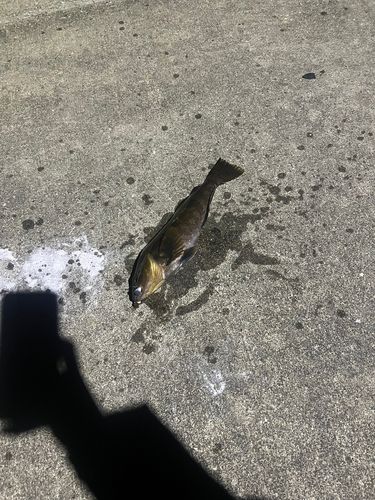 アイナメの釣果
