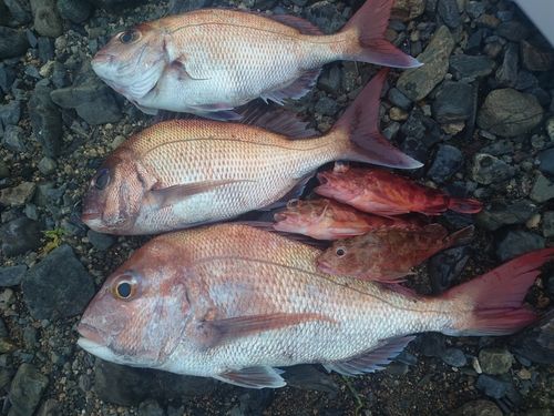 マダイの釣果
