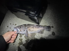 クロソイの釣果