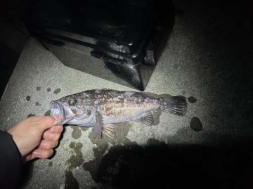 クロソイの釣果