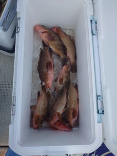 アコウの釣果