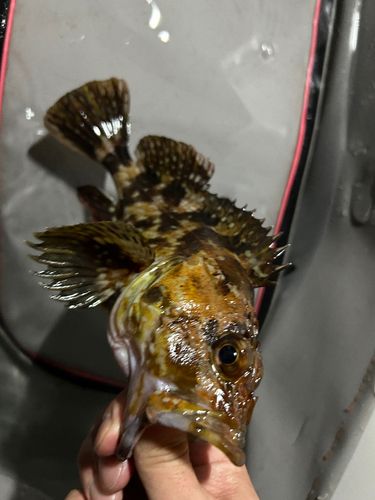 カサゴの釣果