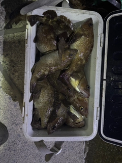 エゾメバルの釣果