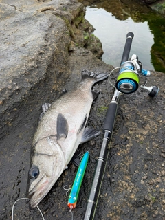 ヒラスズキの釣果