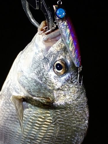 キビレの釣果