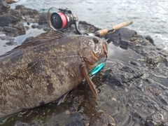 アイナメの釣果