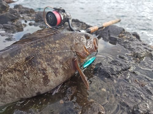 アイナメの釣果