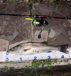 スズキの釣果