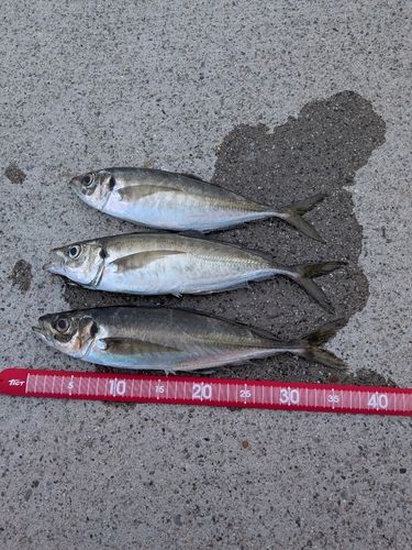マアジの釣果