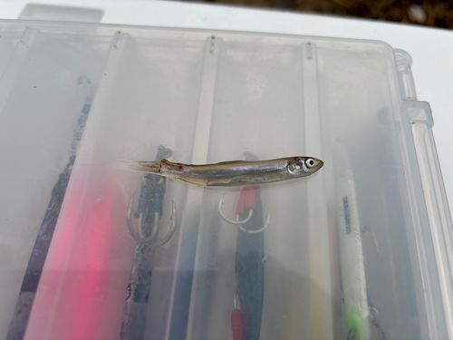 釣果