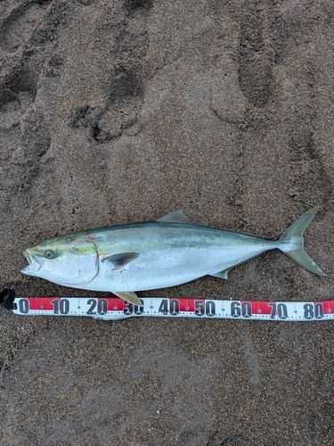 ブリの釣果