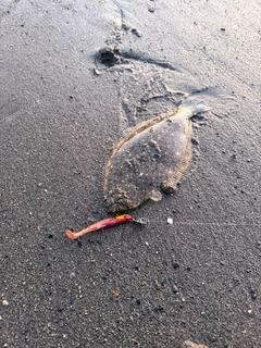ソゲの釣果
