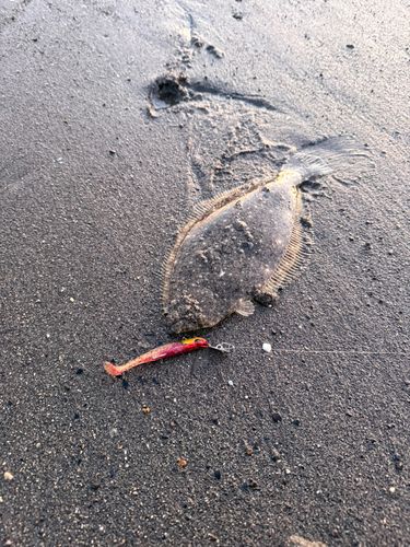 ソゲの釣果
