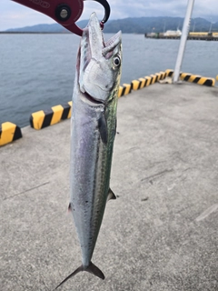 サゴシの釣果