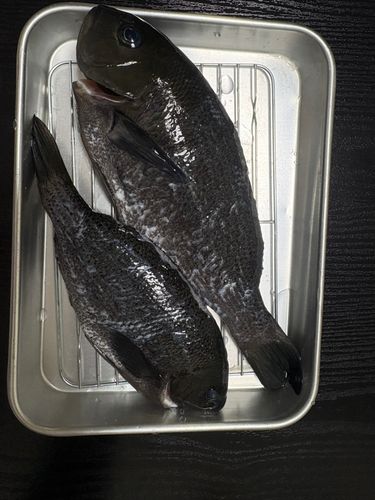クロの釣果