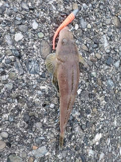 イネゴチの釣果