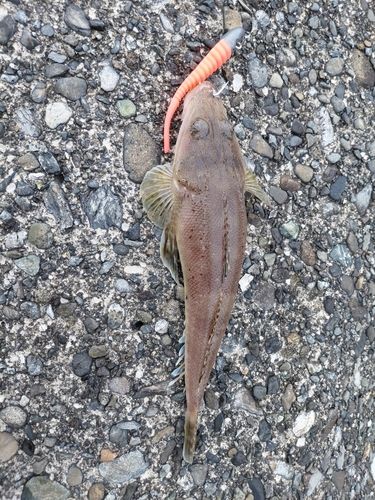 イネゴチの釣果