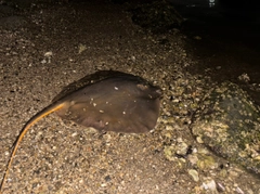 アカエイの釣果
