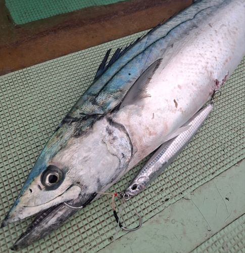サワラの釣果