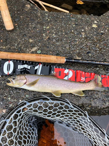 アメマスの釣果