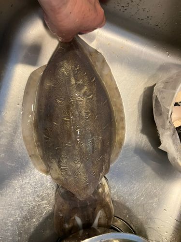 コウイカの釣果