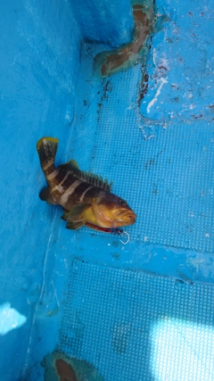 アオハタの釣果
