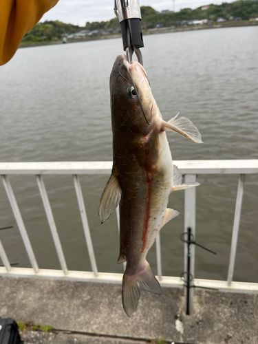 アメリカナマズの釣果