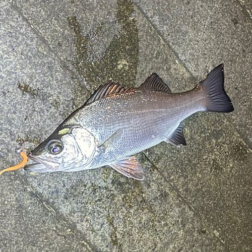 セイゴ（ヒラスズキ）の釣果